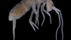 Bijna 2 kilometer onder het oppervlak: welk landdier leeft het diepst?